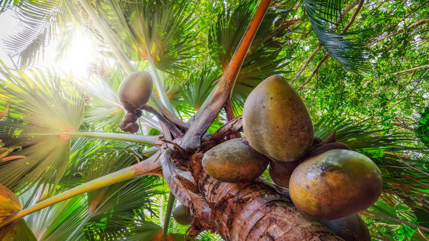 Seychelles